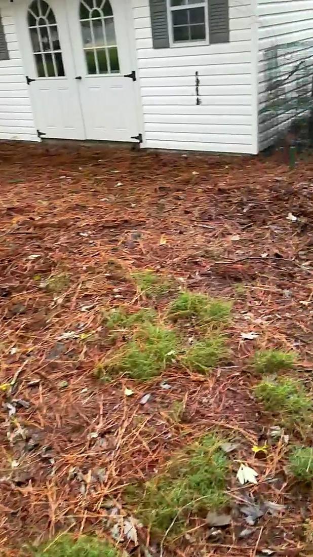 Shed area cleared in Trappe, MD